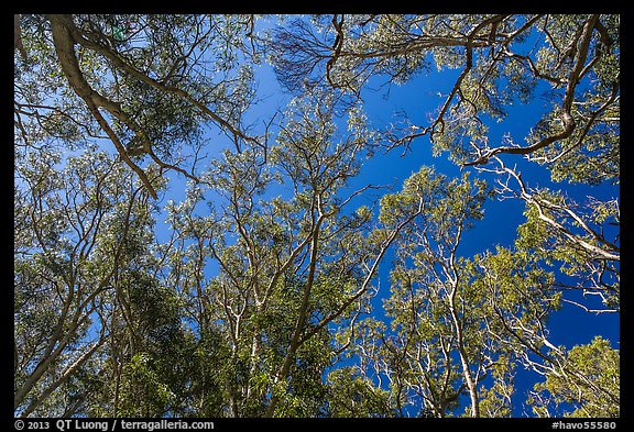 Looking up forest of koa trees. Hawaii Volcanoes National Park, Hawaii, USA.