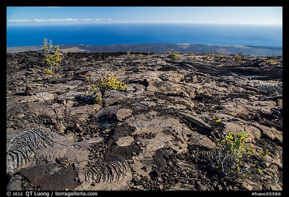 Ohia shrubs on lava flow overlooking Pacific Ocean. Hawaii Volcanoes National Park, Hawaii, USA.