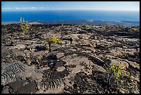 Ohia shrubs on lava flow overlooking Pacific Ocean. Hawaii Volcanoes National Park, Hawaii, USA. (color)