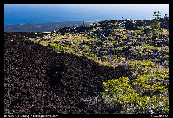 Vegetation on Aa lava field edge. Hawaii Volcanoes National Park, Hawaii, USA.