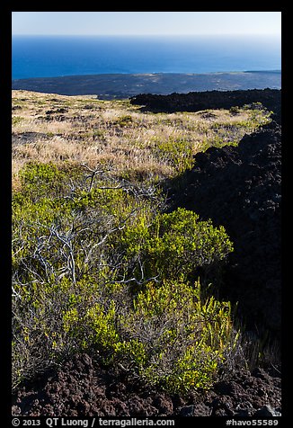 Grass patch bordering barren aa lava flow. Hawaii Volcanoes National Park, Hawaii, USA.