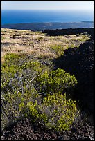 Grass patch bordering barren aa lava flow. Hawaii Volcanoes National Park, Hawaii, USA. (color)