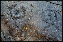Petroglyph detail with human figure and sea turtle. Hawaii Volcanoes National Park, Hawaii, USA. (color)