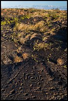 Archaeological site of Puu Loa. Hawaii Volcanoes National Park, Hawaii, USA. (color)