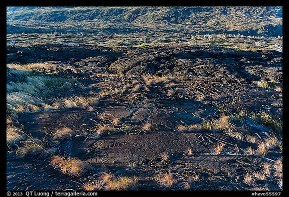 Petroglyphs created on the lava substrate. Hawaii Volcanoes National Park, Hawaii, USA.