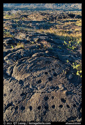 Petroglyph with motif of cupules and holes. Hawaii Volcanoes National Park, Hawaii, USA.