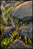 Ferns growing in cracks of lava rock. Hawaii Volcanoes National Park, Hawaii, USA. (color)