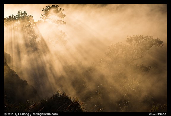 Trees and sunrays in volcanic steam. Hawaii Volcanoes National Park, Hawaii, USA.