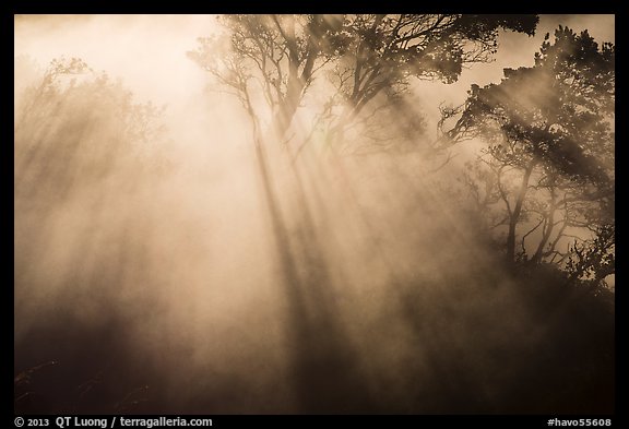Backlit trees and sun rays in thermal steam. Hawaii Volcanoes National Park, Hawaii, USA.