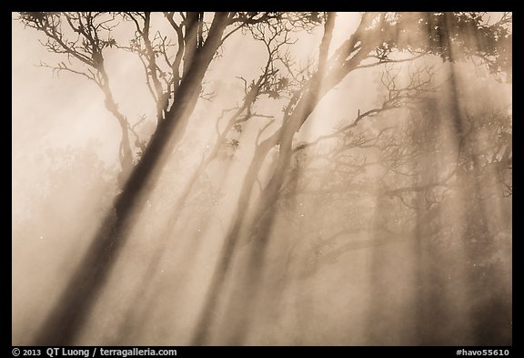 Trees and sunrays, Steaming Bluff. Hawaii Volcanoes National Park (color)
