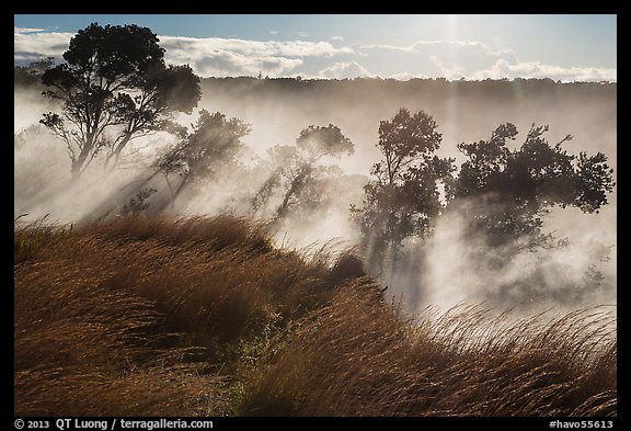 Grasses and trees, Steaming Bluff. Hawaii Volcanoes National Park, Hawaii, USA.