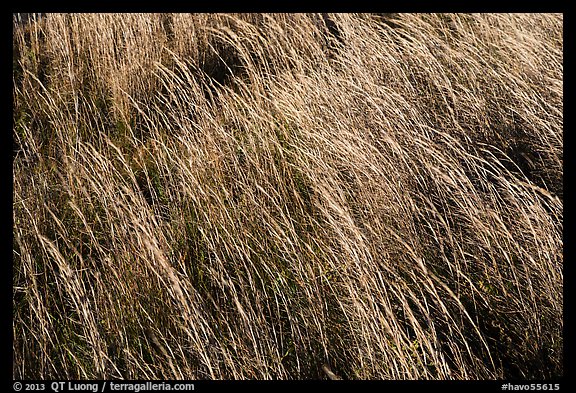 Grasses blowing in wind. Hawaii Volcanoes National Park, Hawaii, USA.