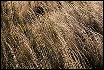 Grasses blowing in wind. Hawaii Volcanoes National Park, Hawaii, USA. (color)