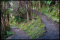 Kīlauea Iki Trail in rainforest. Hawaii Volcanoes National Park, Hawaii, USA. (color)