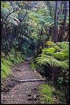 Giant ferns bordering Kīlauea Iki Trail. Hawaii Volcanoes National Park, Hawaii, USA. (color)