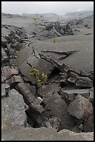 Fractured Kilauea Iki crater floor. Hawaii Volcanoes National Park, Hawaii, USA. (color)
