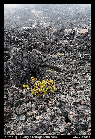 Ohelo shrub and chaotic lava, Kilauea Iki crater. Hawaii Volcanoes National Park, Hawaii, USA.