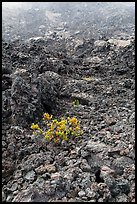 Ohelo shrub and chaotic lava, Kilauea Iki crater. Hawaii Volcanoes National Park, Hawaii, USA. (color)