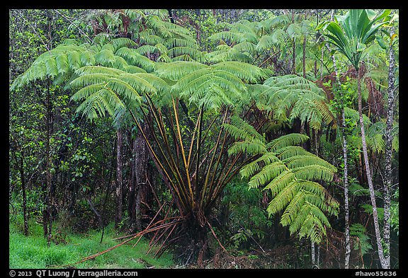 Giant ferns in Kipuka Puaulu old growth forest. Hawaii Volcanoes National Park, Hawaii, USA.