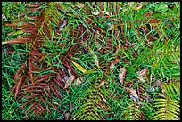 Ground close-up with ferns, grasses, and fallen koa leaves. Hawaii Volcanoes National Park, Hawaii, USA. (color)