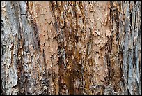 Bark detail, old-growth koa tree, Kīpukapuaulu. Hawaii Volcanoes National Park, Hawaii, USA. (color)