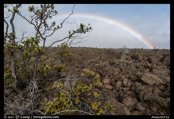 Ohelo shrub, lava field, and rainbow. Hawaii Volcanoes National Park, Hawaii, USA.
