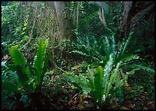 Ferns in coastal paleotropical rainforest near Saua, Tau Island. National Park of American Samoa ( color)