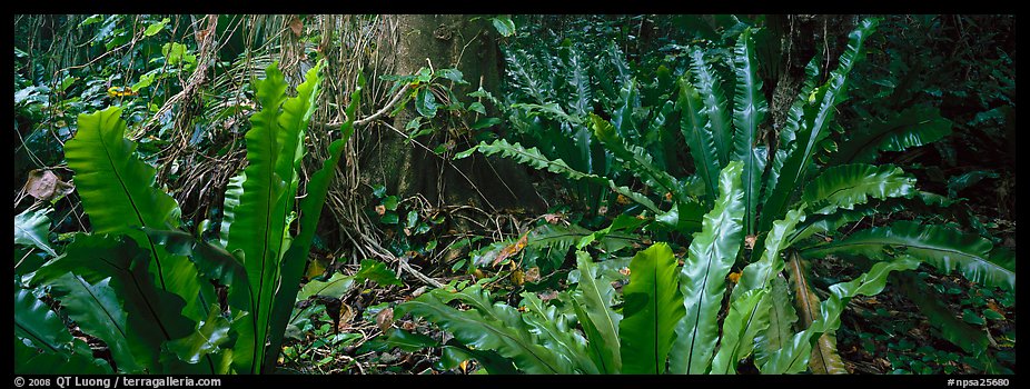 Old World tropical rainforest plants, Tau Island. National Park of American Samoa (color)