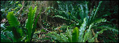 Old World tropical rainforest plants, Tau Island. National Park of American Samoa (Panoramic color)