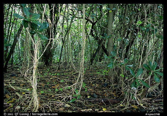 Coastal paleotropical rainforest near Saua, Tau Island. National Park of American Samoa