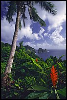 Palm tree and wild ginger along the road from Afono to Vatia, Tutuila Island. National Park of American Samoa (color)