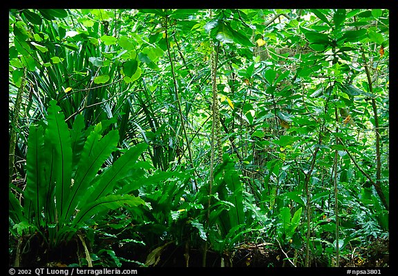 Coastal rainforest mixed with subsistence plantation, Tutuila Island. National Park of American Samoa