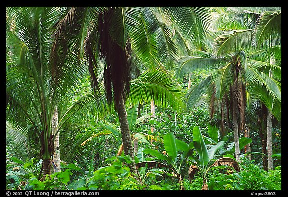 Mix of native and planted tropical plants, Tutuila Island. National Park of American Samoa (color)