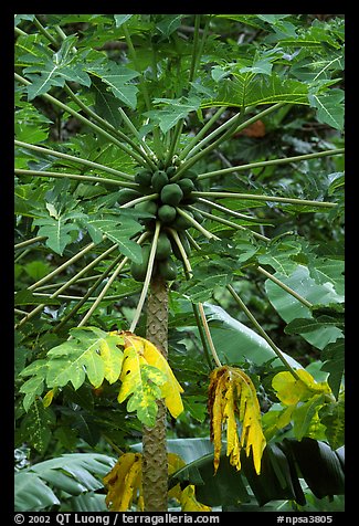 Tropical tree branches and fruits, Tutuila Island. National Park of American Samoa