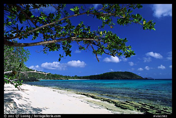 Tropical Almond (Terminalia catappa), beach on Hawksnest Bay. Virgin Islands National Park, US Virgin Islands.