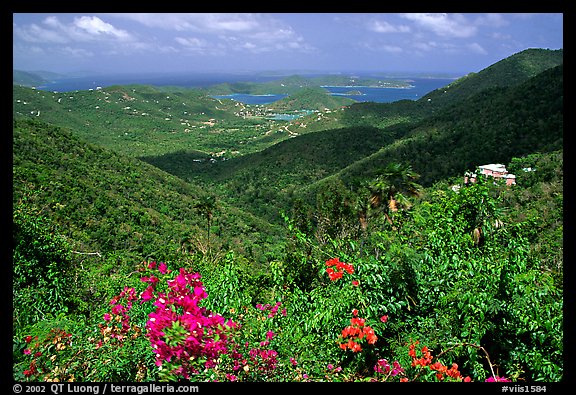 Tropical flowers and forest from Centerline road. Virgin Islands National Park, US Virgin Islands.
