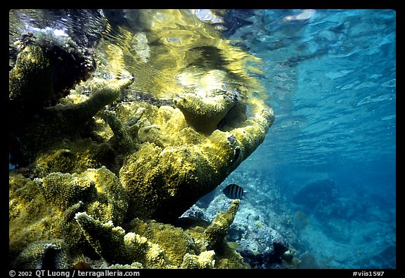 Coral and water surface. Virgin Islands National Park (color)