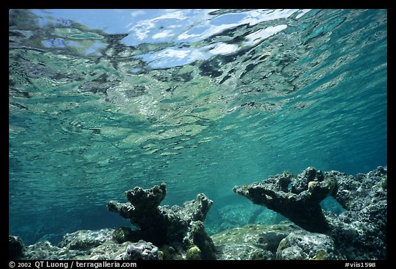 Elkhorn coral. Virgin Islands National Park (color)