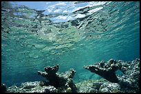 Elkhorn coral. Virgin Islands National Park, US Virgin Islands.