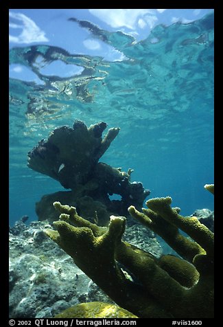 Elkhorn coral underwater. Virgin Islands National Park (color)