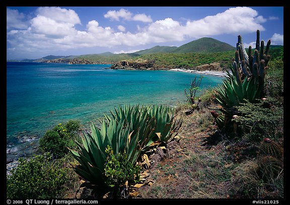 Agave and tropical turquoise waters on Ram Head. Virgin Islands National Park, US Virgin Islands.