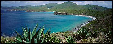 Agave plants growing on drier part of island. Virgin Islands National Park (Panoramic color)