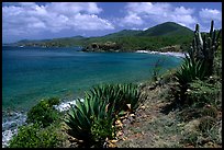 Agaves on Ram Head, morning. Virgin Islands National Park, US Virgin Islands.