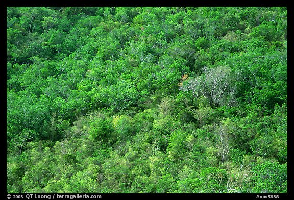 Tropical forest. Virgin Islands National Park (color)