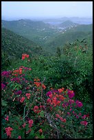 Bougainvillea flowers and view from ridge. Virgin Islands National Park, US Virgin Islands.