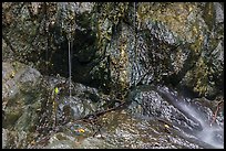 Water drips on rocks, Reef Bay. Virgin Islands National Park, US Virgin Islands.
