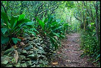 Trail and overgrown rock wall. Virgin Islands National Park ( color)
