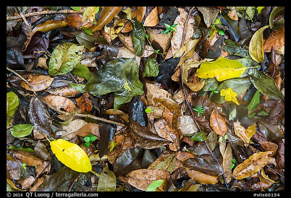 Ground close-up of fallen leaves. Virgin Islands National Park, US Virgin Islands.