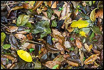 Ground close-up of fallen leaves. Virgin Islands National Park, US Virgin Islands.