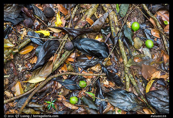 Ground close-up of fallen leaves and fruits. Virgin Islands National Park, US Virgin Islands.